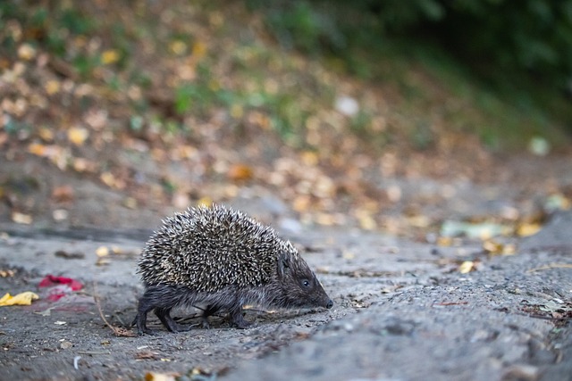 情绪爆发导 情绪爆发导